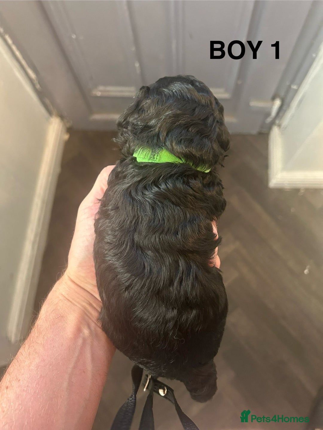 Poochon dogs for sale: Miniature toy poochons - Image 7