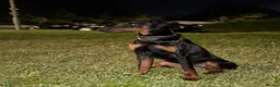 Dobermann dogs for sale: Beautiful 8 Month Old Female Doberman - Advert 7