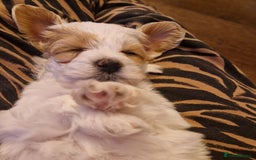 Maltipoo dogs for sale: Minnies maltipoos  - Image 26