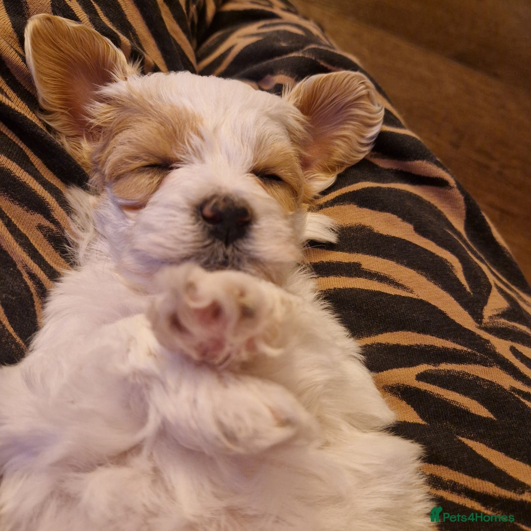 Maltipoo dogs for sale: Minnies maltipoos  - Image 26