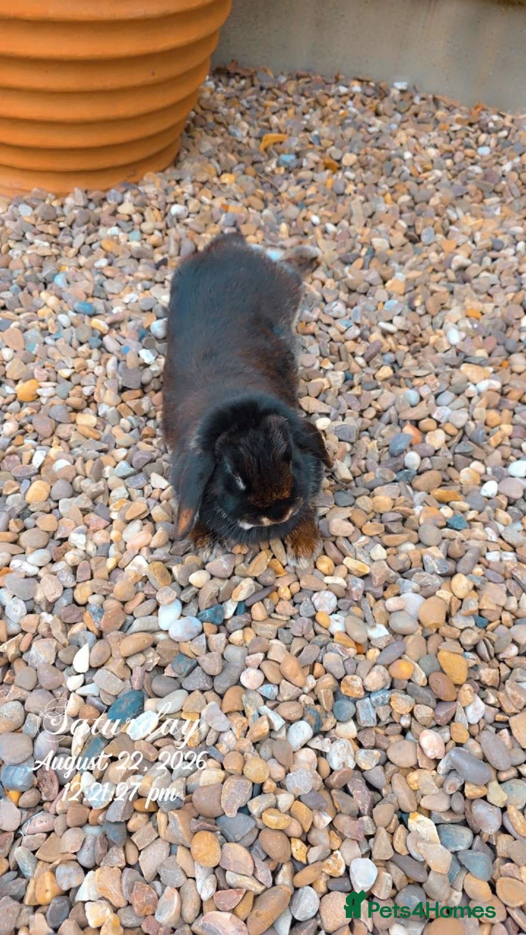 Mini Lop rabbits for sale: Mini lop rabbit  - Advert 1