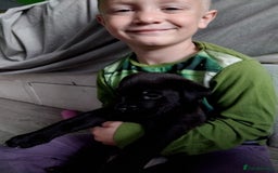 Mixed Breed dogs for sale: German shepard x cane corso - Image 2