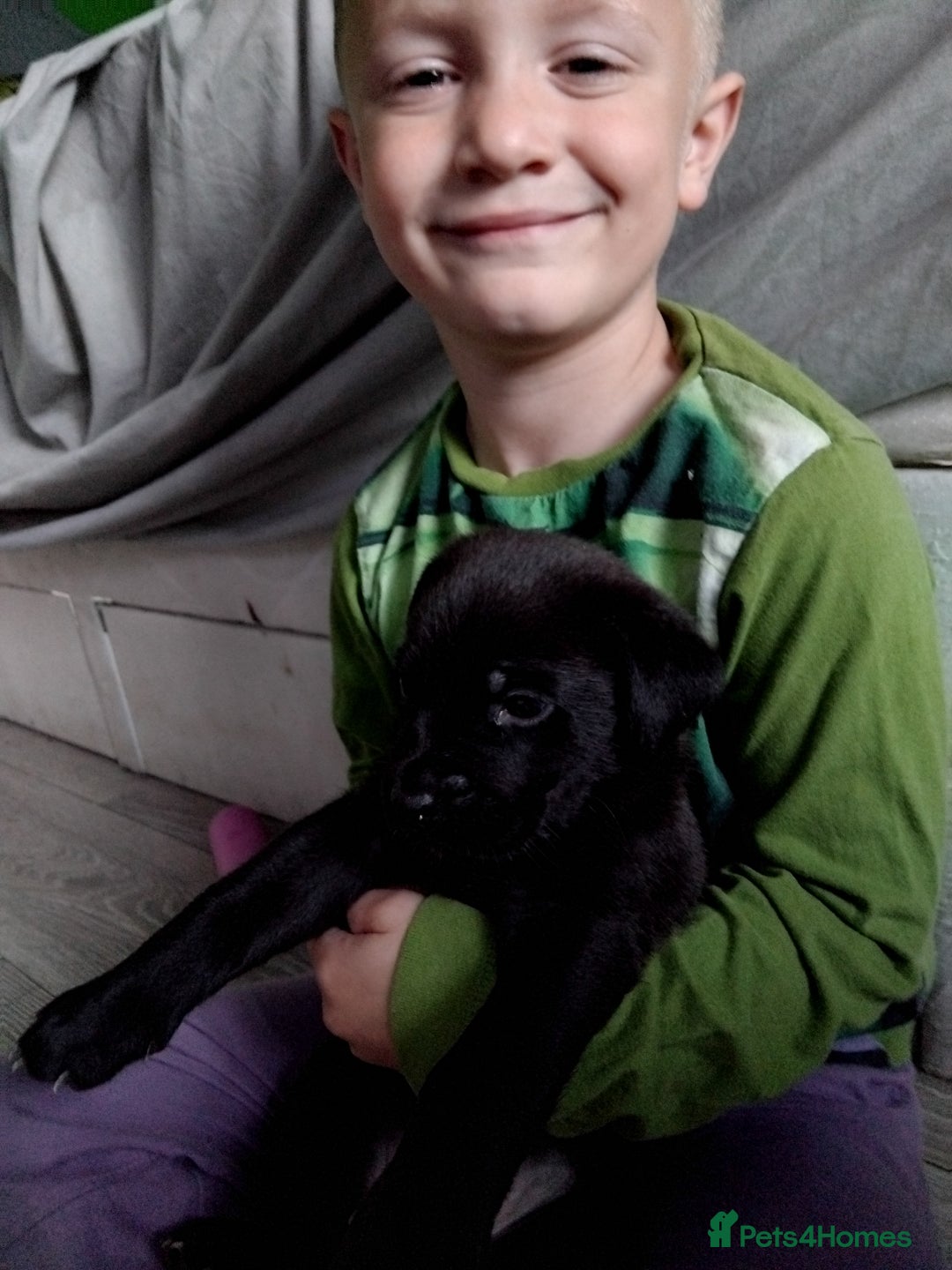 Mixed Breed dogs for sale: German shepard x cane corso - Image 2