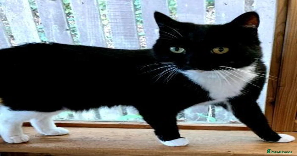 Mixed Breed Cats for adoption in Burnley, Lancashire | Pets4Homes