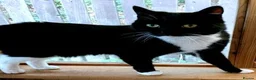 Mixed Breed cats for adoption: MIDNIGHT - Advert 1