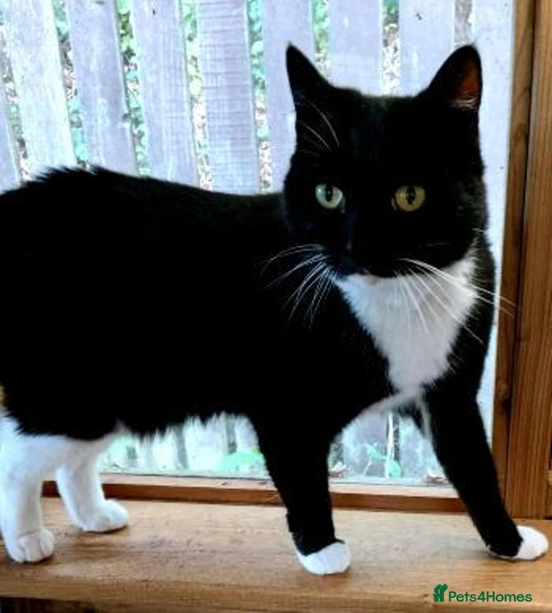 Mixed Breed cats for adoption: MIDNIGHT - Advert 1