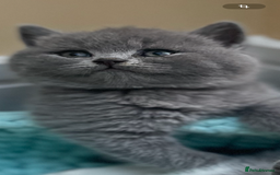 British Shorthair cats for sale: Champion Bloodline British Shorthair/Longhair - Image 18