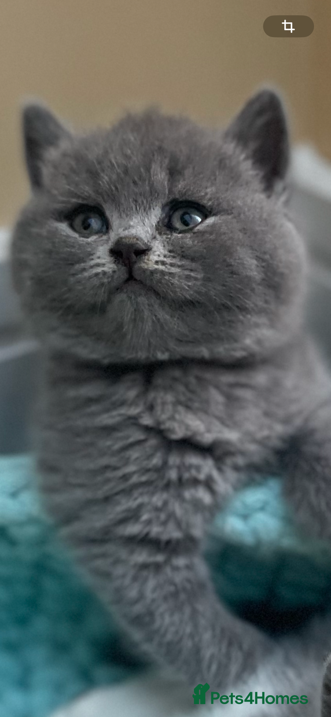 British Shorthair cats for sale: Champion Bloodline British Shorthair/Longhair - Image 18