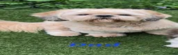 Shih Tzu dogs for sale: STUNNING PURE STANDARD SHIH TZU  - Advert 37