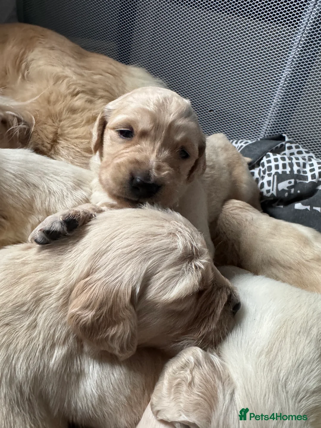 Golden Retriever dogs for sale: Golden retriever puppies - Advert 4