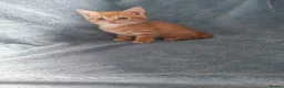 Mixed Breed cats for sale: GINGER BOYS VIDEOS - Advert 15