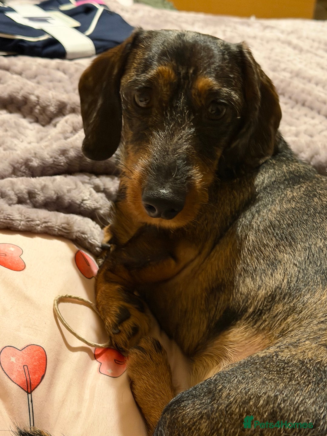 Miniature Dachshund dogs for sale: Sausage, dog  - Advert 2