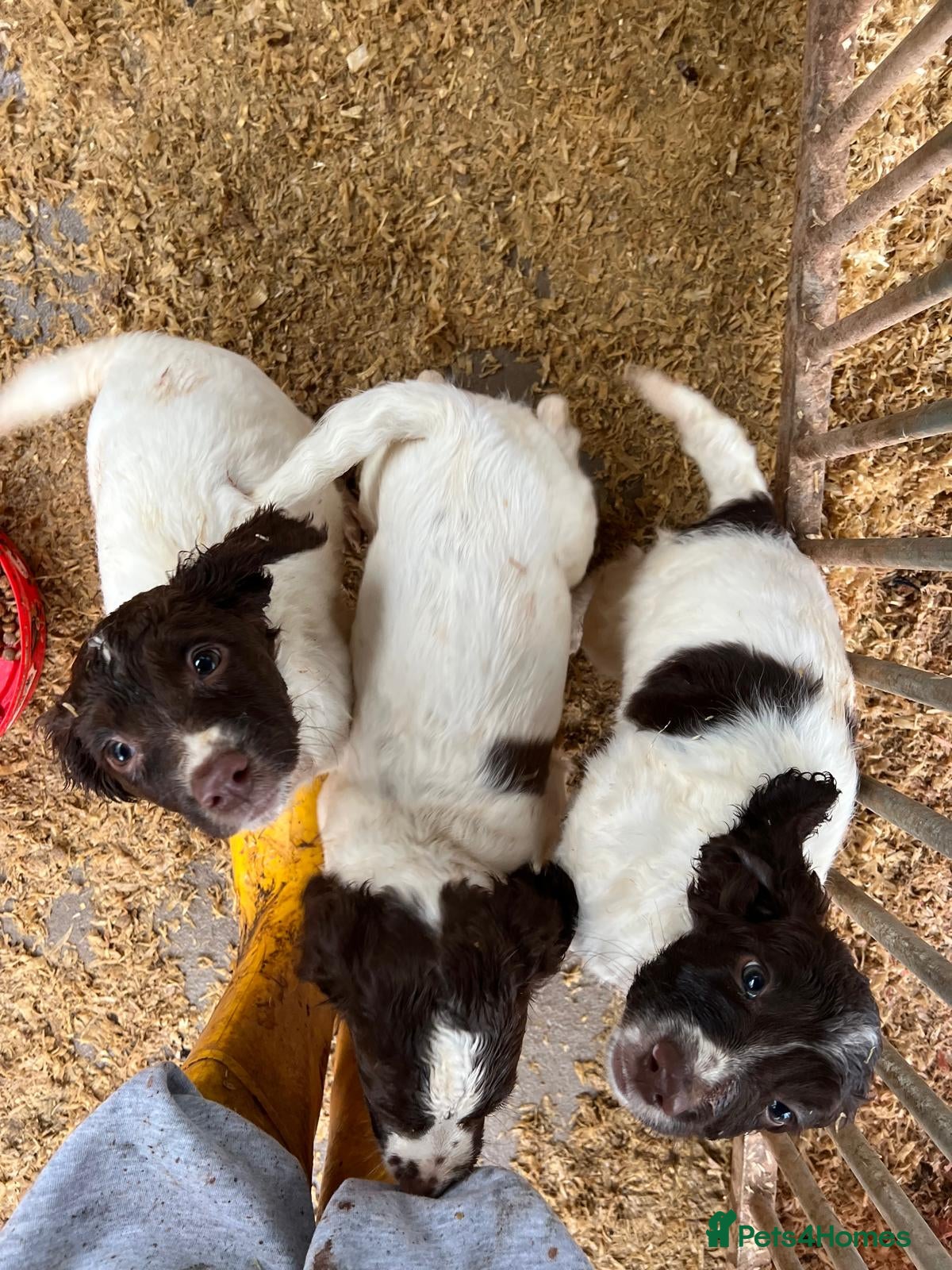 English Springer Spaniel dogs Working Springer spaniel pups - Advert 1