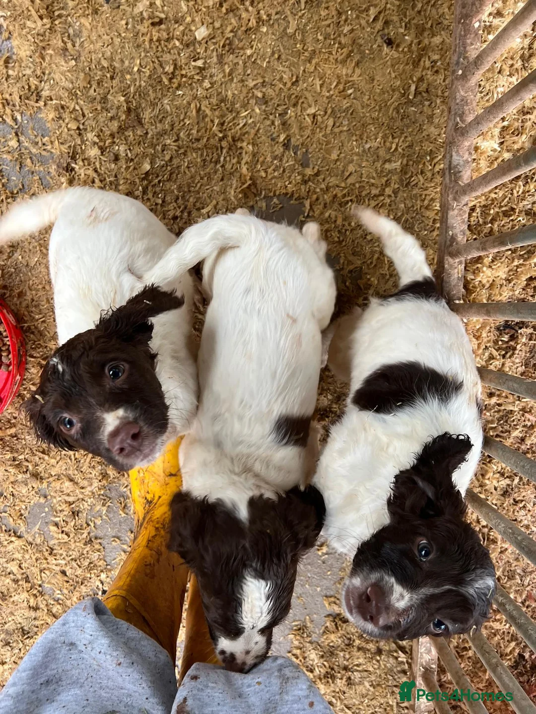 English Springer Spaniel dogs for sale: Working Springer spaniel pups - Advert 1