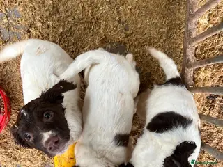 English Springer Spaniel dogs Working Springer spaniel pups - Advert 1