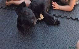 Mixed Breed dogs for sale: Staffy x springer girl  - Advert 4