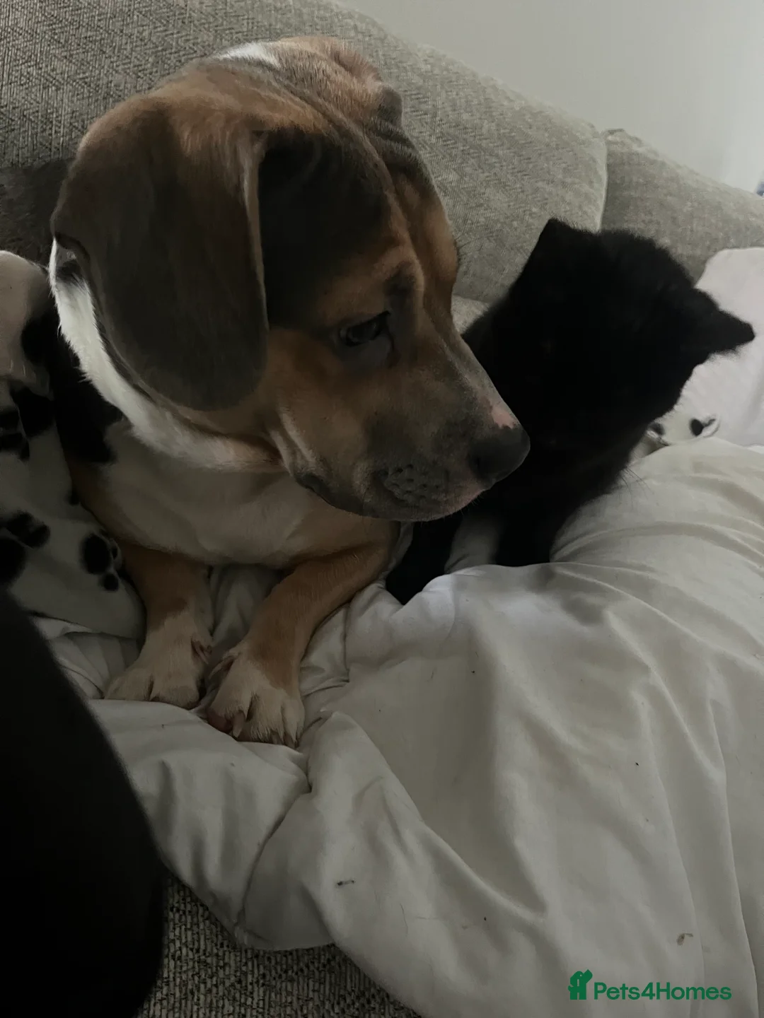 Mixed Breed dogs for sale: Annie dashcund x American bull dog  - Advert 4