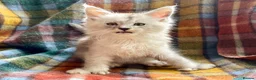 Maine Coon cats for sale: Silver Ticked Polydactyl Maine Coon Male - Advert 2