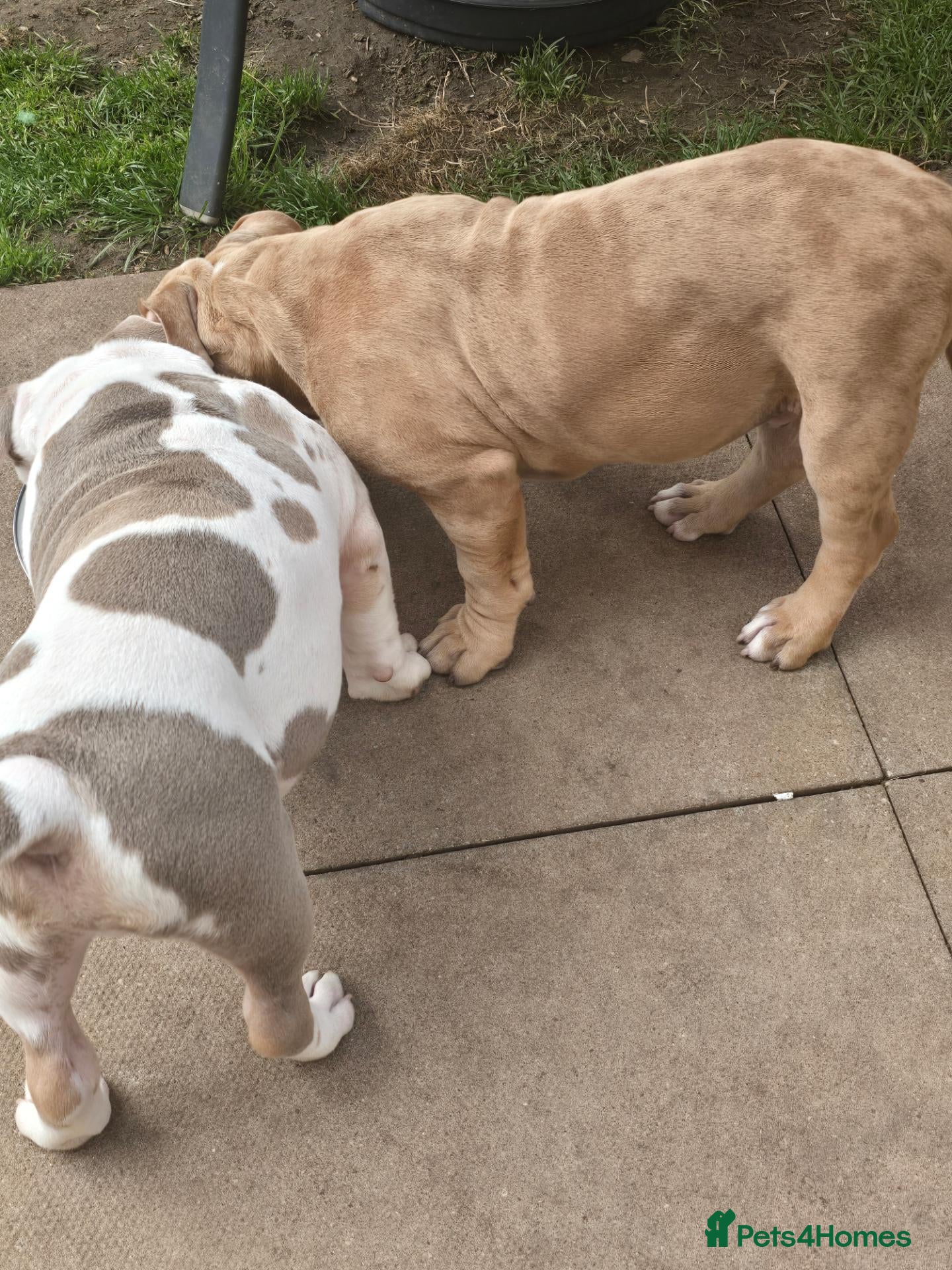 American Bully dogs ABKC Pocket Bully Boys Ready Now - Advert 1