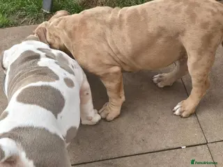 American Bully dogs ABKC Pocket Bully Boys Ready Now - Advert 1