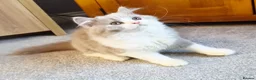 British Shorthair cats for sale: Gorgeous loving purr machines  - Advert 29
