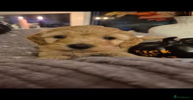 Cockapoo dogs - Advert 3