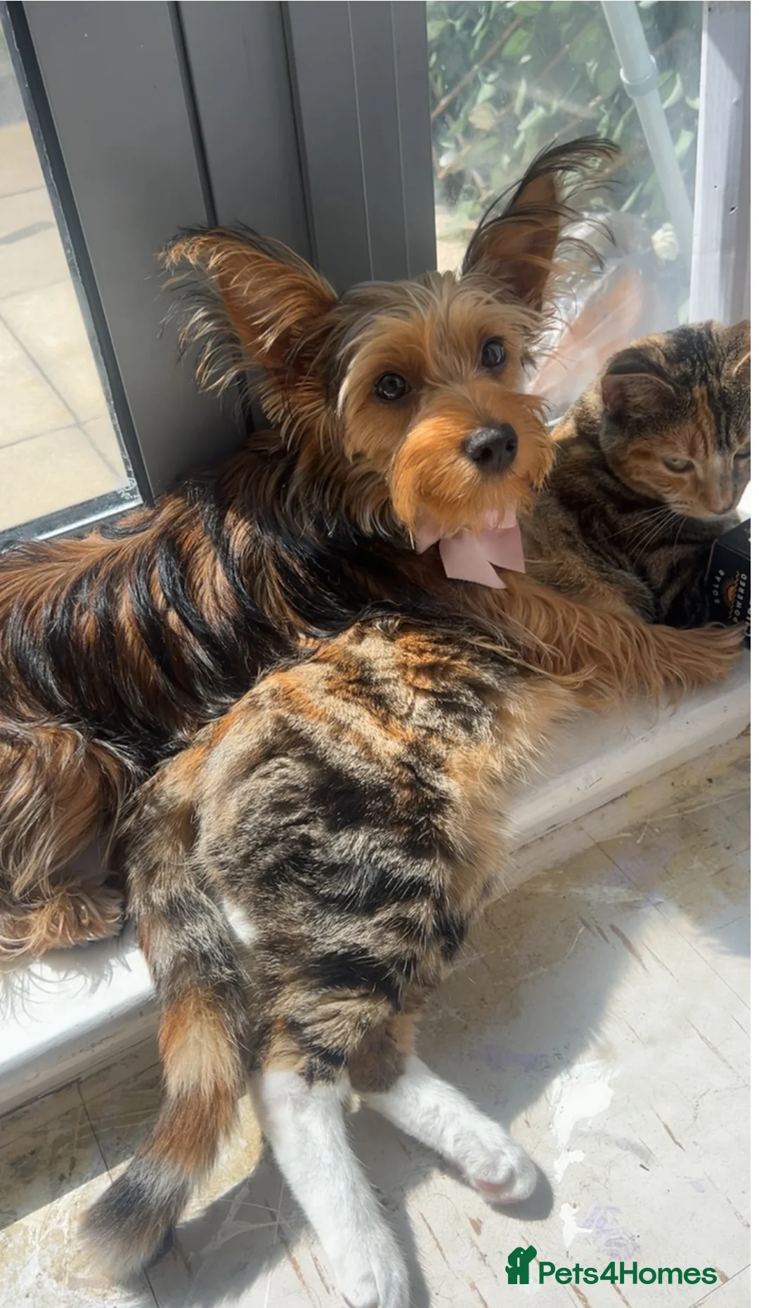 Yorkshire Terrier dogs for sale: Yorkshire Terrier  - Advert 2