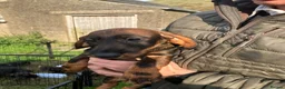 Dachshund dogs for sale: Kennel Club Reg Wirehaired Dachshund Teckel pups - Advert 19