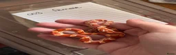 Corn Snake reptiles for sale: Ultramel het motley  in Oldham - Advert 2