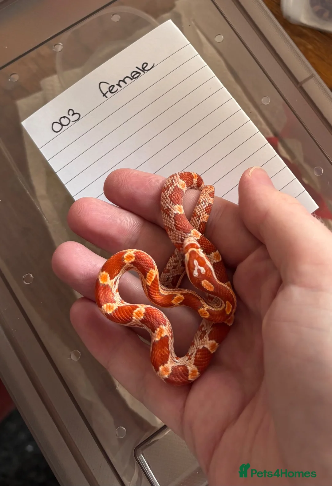 Corn Snake reptiles for sale: Ultramel het motley  in Oldham - Advert 2