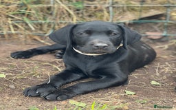 Labrador Retriever dogs for sale: 🐾Ready Now🐾Black Male FTCH Pedigree Forward Pups - Image 27