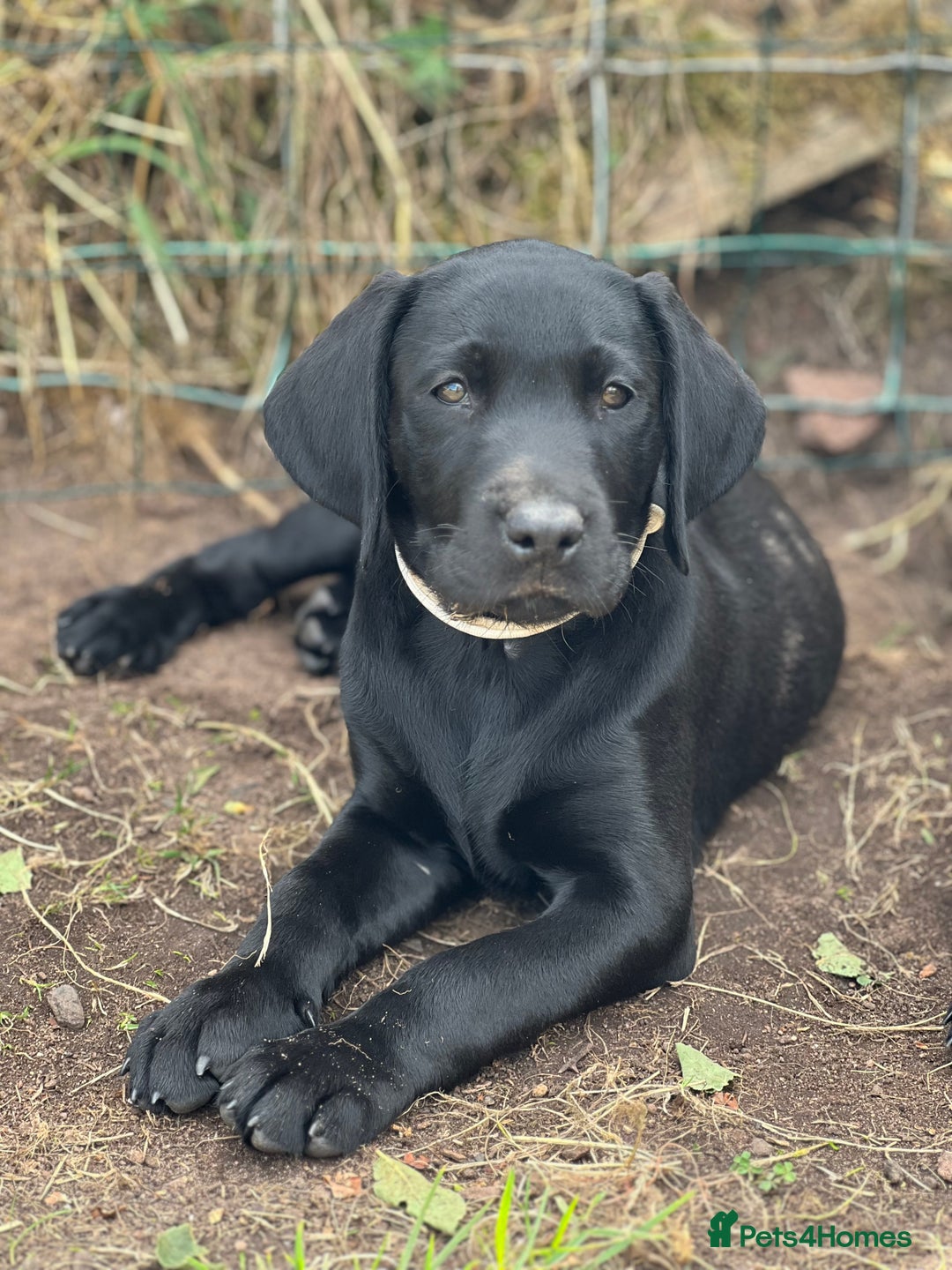 Labrador Retriever dogs for sale: 🐾Ready Now🐾Black Male FTCH Pedigree Forward Pups - Image 27