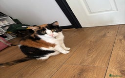 British Shorthair cats for sale: Tortoise shell female cat - Advert 3