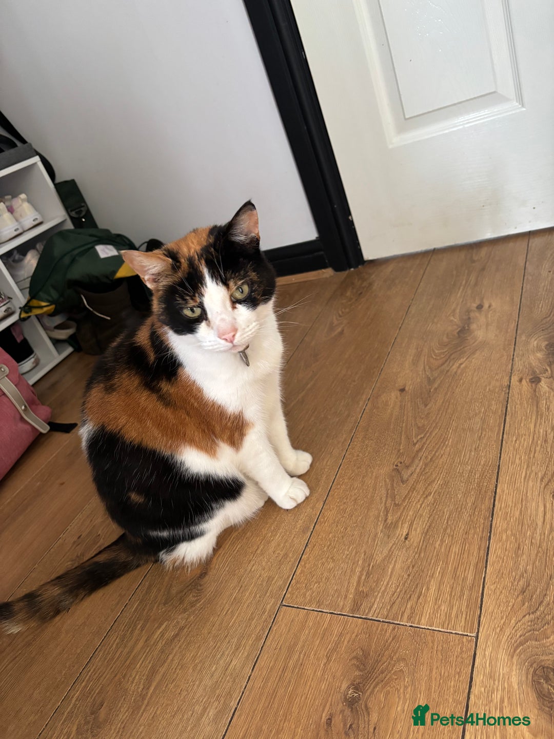 British Shorthair cats for sale: Tortoise shell female cat - Advert 3