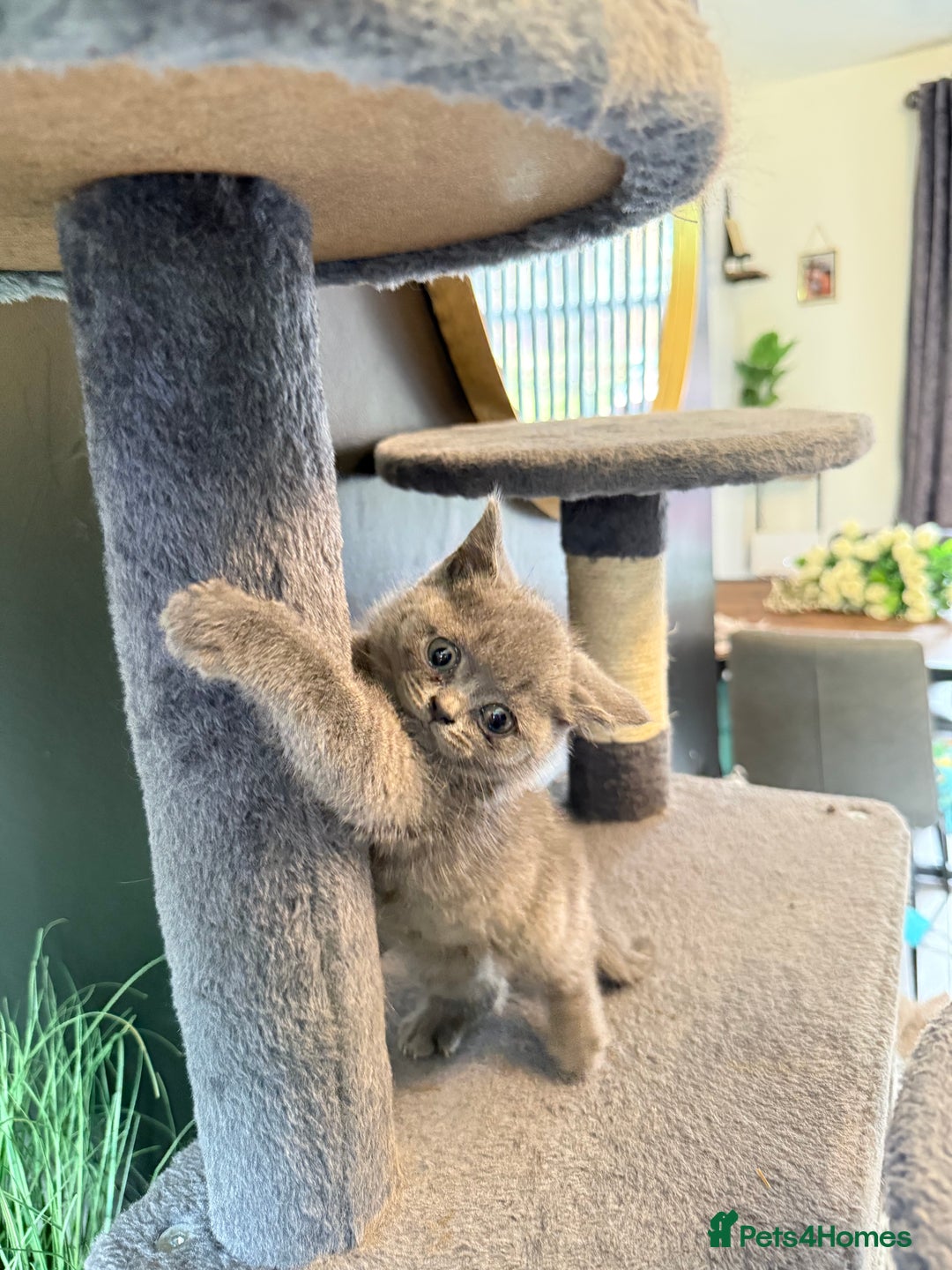 British Shorthair cats for sale: Beautiful British Shorthairs  - Image 7