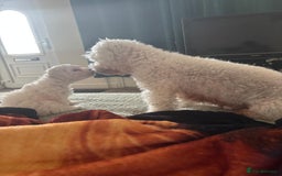 Bichon Frise dogs for sale: Bichon frise - Image 10