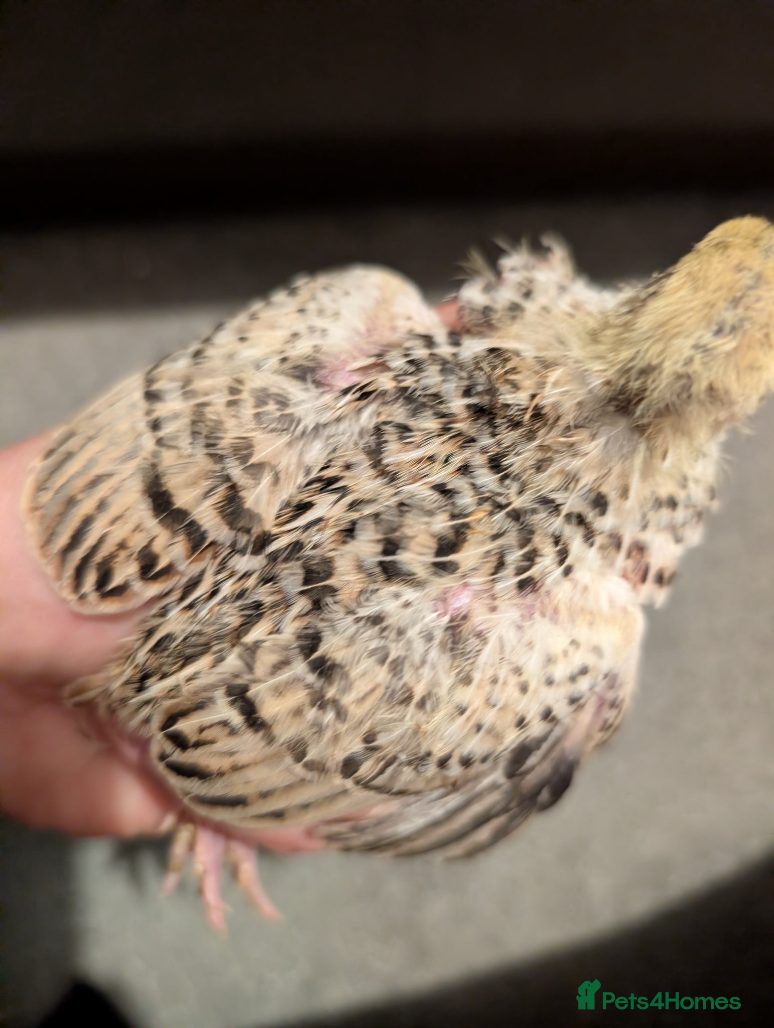 Chickens poultry for sale: Pekins, Quails, Eggs - Contact for availability  - Advert 13