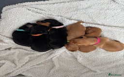 Miniature Dachshund dogs for sale: Beautiful miniature dachunds smooth/long coat - Image 3