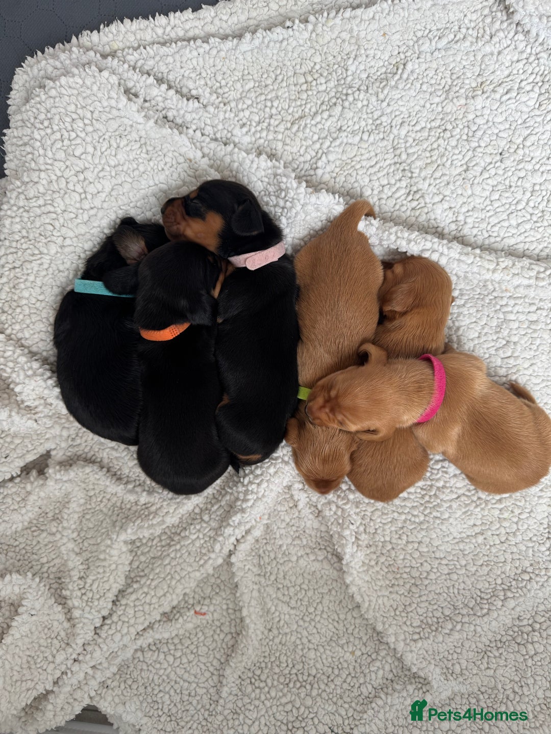 Miniature Dachshund dogs for sale: Beautiful miniature dachunds smooth/long coat - Image 3