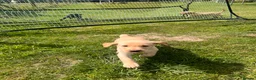 Labrador Retriever dogs for sale: 4 Beautiful Working Labrador Puppies - Advert 5
