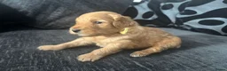 Mixed Breed dogs for sale: Outstanding litter of double doodles  - Advert 13