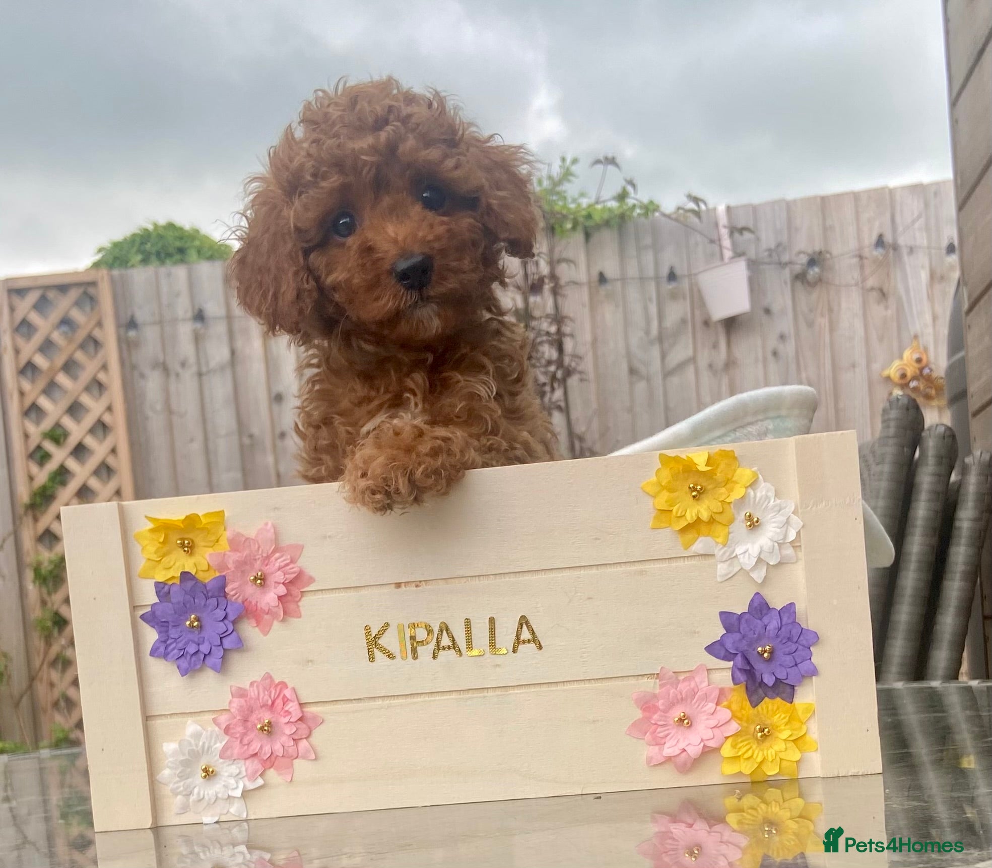 Cavapoo dogs small type toy F1B cavapoo puppies available  - Advert 1
