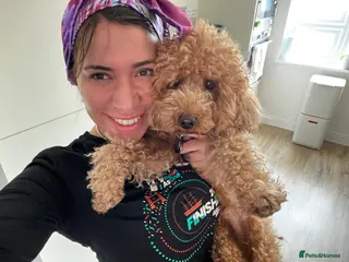 Toy Poodle dogs Simba as a Stud (born 28th March 2022) - Advert 3