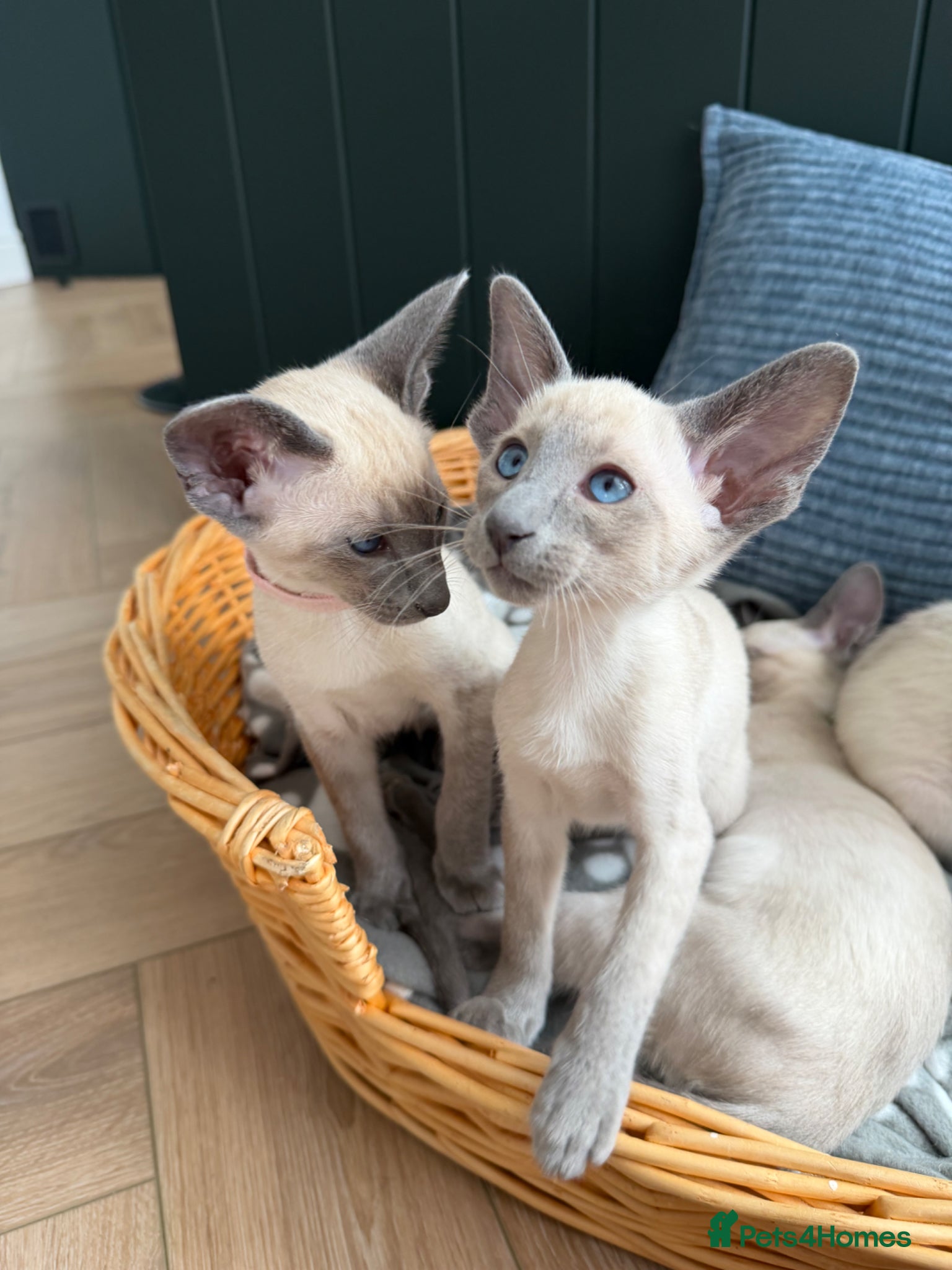 Siamese cats Last girl available-Pedigree GCCF Registered - Advert 3