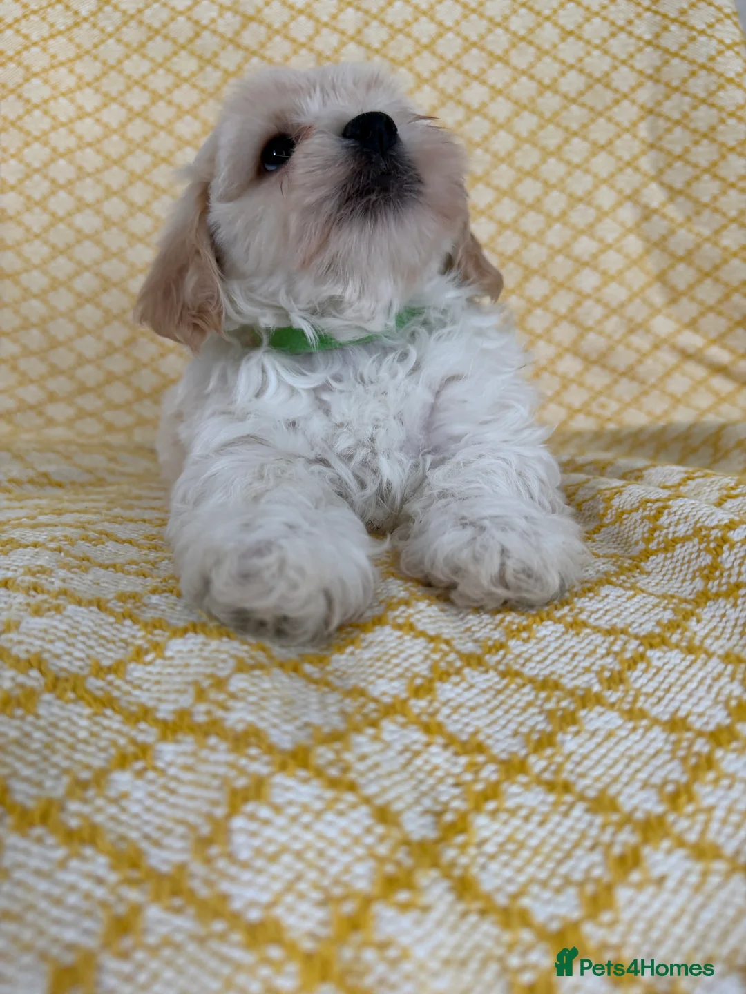 Maltipoo dogs for sale: Beautiful happy health tested Maltipoo fur babies  - Advert 23