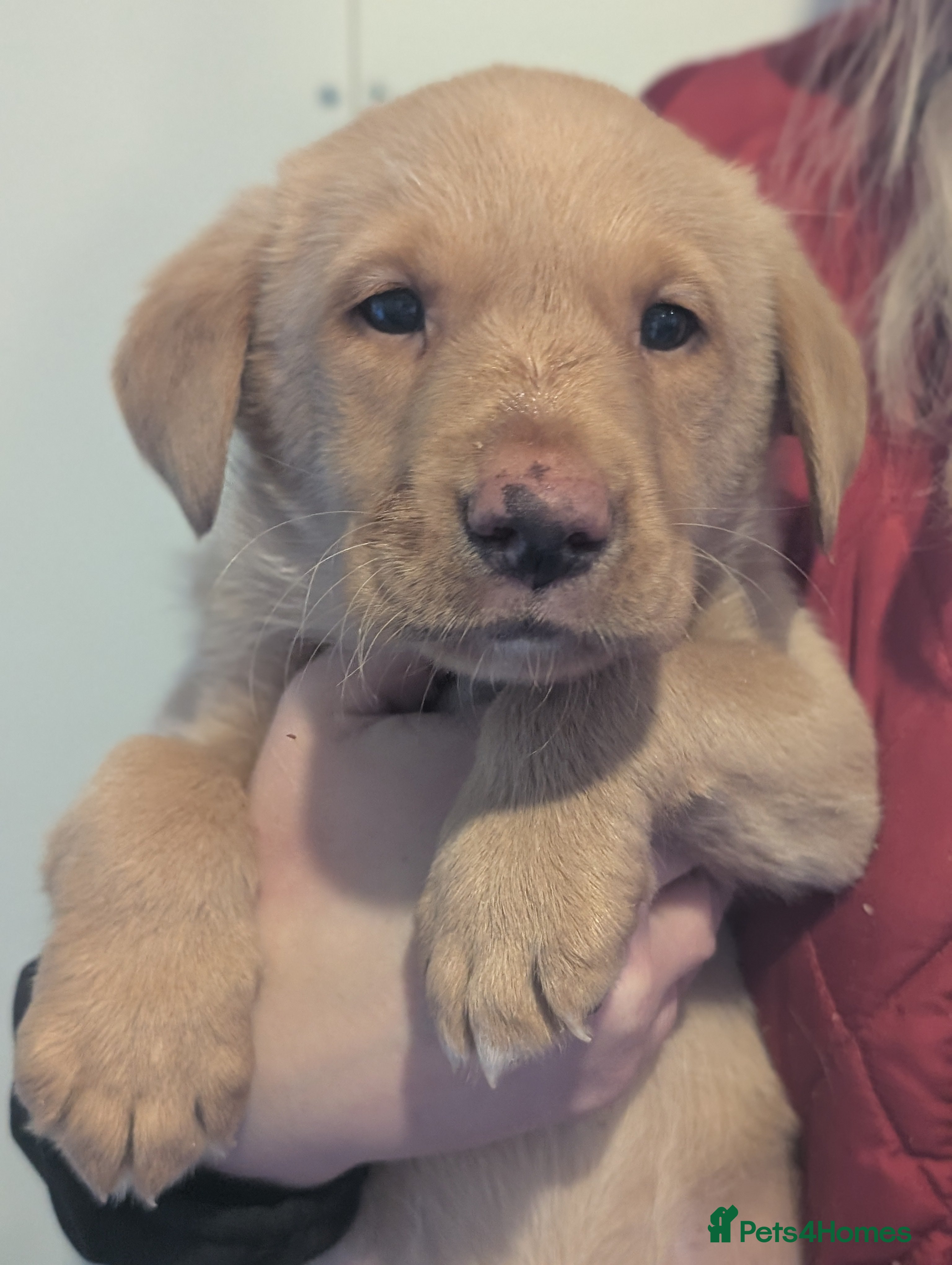 Labrador Retriever dogs Working Pedigree Yellow Male pup champion lines - Advert 6