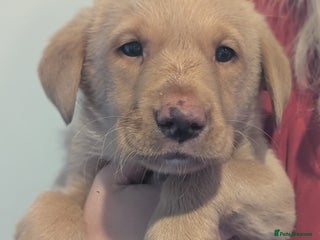 Labrador Retriever dogs Working Pedigree Yellow Male pup champion lines - Advert 18