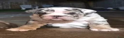 English Bulldog dogs for sale: English Bulldogs pups Blue Merle & Lilac Tan in Doncaster - Advert 4