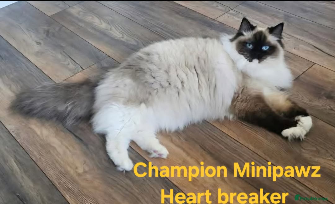 Ragdoll cats for sale: 5⭐️ Council licenced GCCF registered kittens  - Advert 9