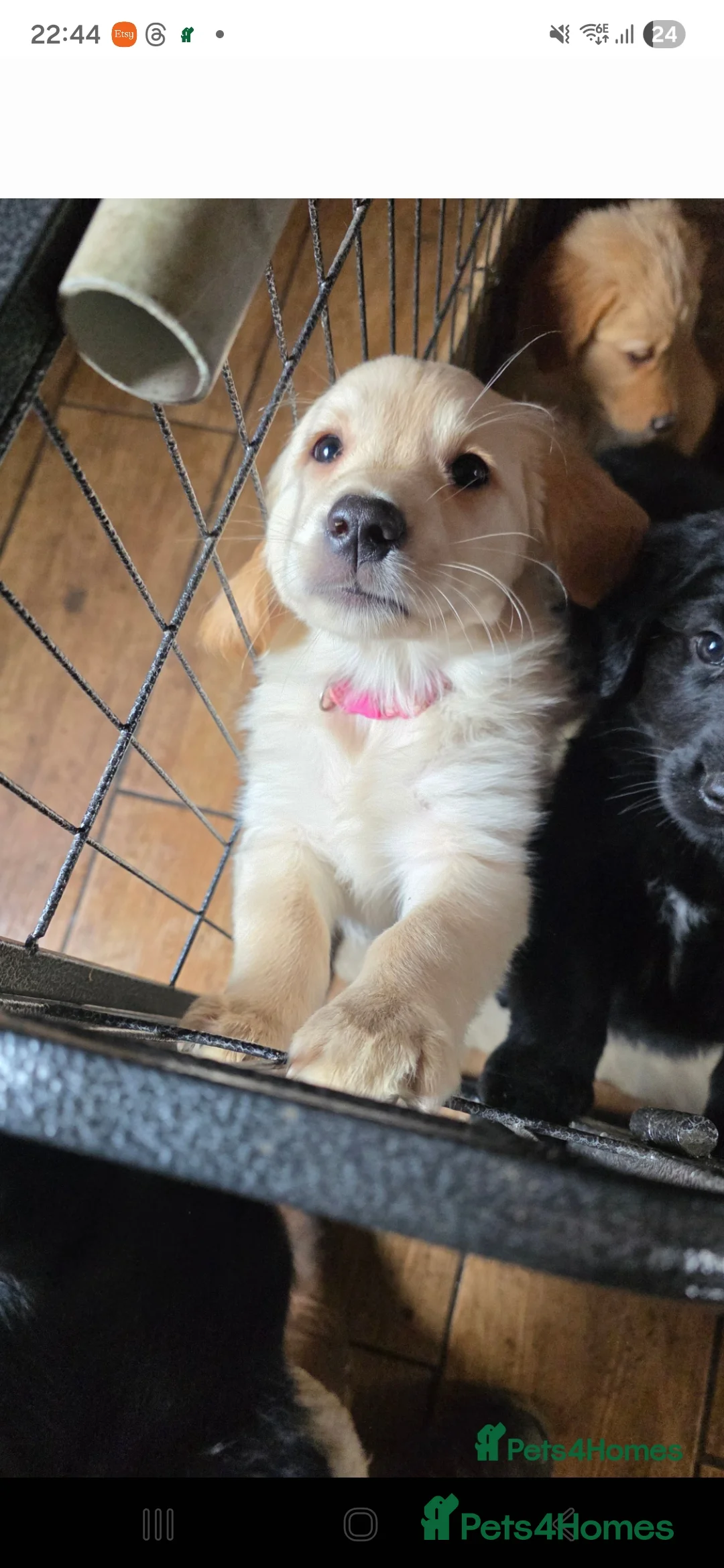 Golden Shepherd dogs for sale: Golden shepherd girl - Advert 15